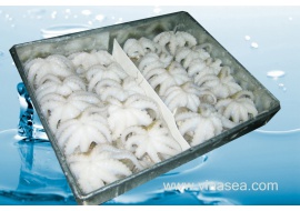 1-frozen-whole-clean-baby-octopus-1024x683